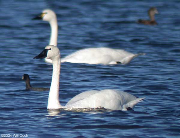 Tundra Swan (Cygnus columbianus)