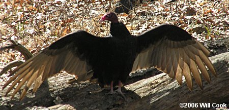 Turkey Vulture (Cathartes aura)