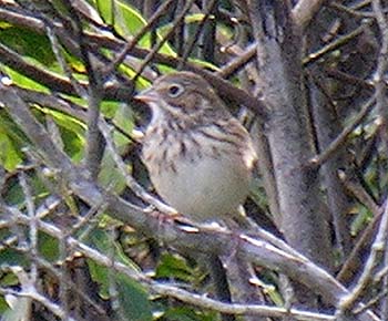 Vesper Sparrow (Pooecetes gramineus)