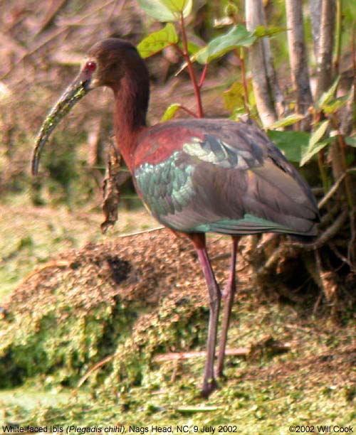 White-faced Ibis (Plegadis chihi)