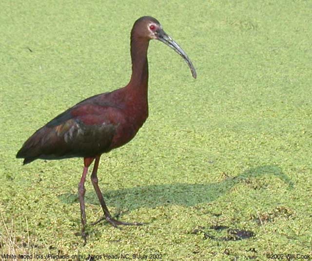 White-faced Ibis (Plegadis chihi)