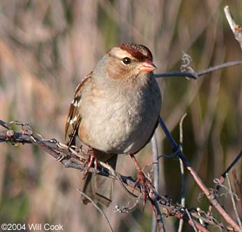 White-crowned Sparrow (Zonotrichia leucophrys)