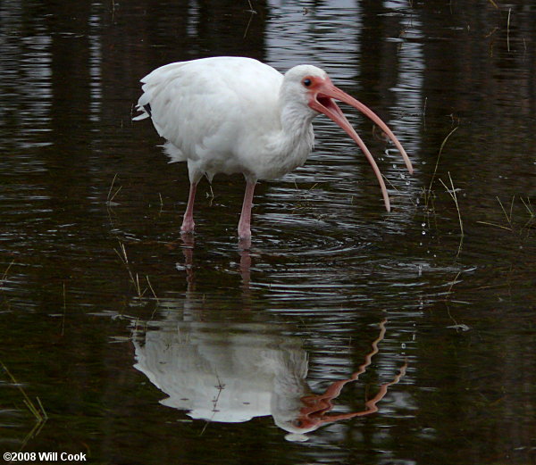 White Ibis (Eudocimus albus)