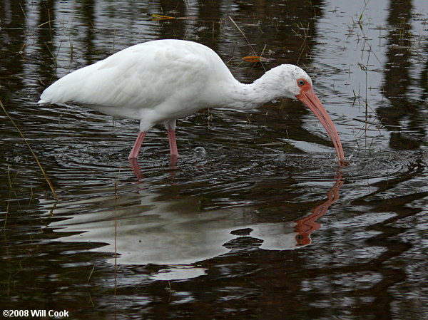 White Ibis (Eudocimus albus)