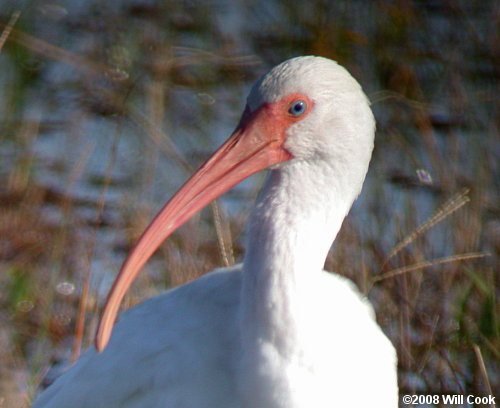 White Ibis (Eudocimus albus)