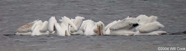 American White Pelicans (Pelecanus erythrorhynchos)