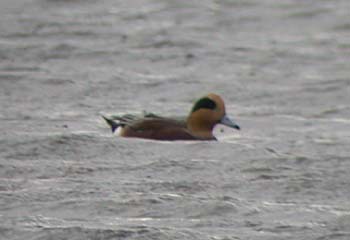 Aberrant American Wigeon (Anas americana)