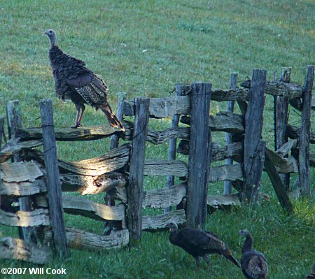 Wild Turkey (Meleagris gallopavo)