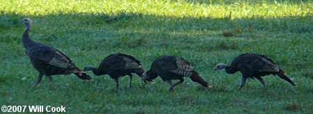 Wild Turkey (Meleagris gallopavo)