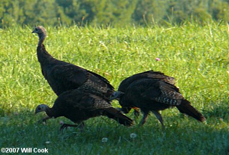 Wild Turkey (Meleagris gallopavo)