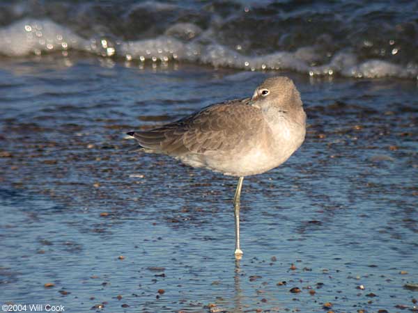 Willet (Catoptrophorus semipalmatus)