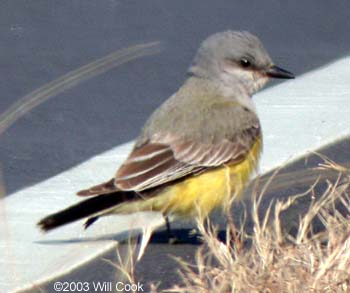 Western Kingbird (Tyrannus verticalis)