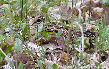 American Woodcock (Scolopax minor)