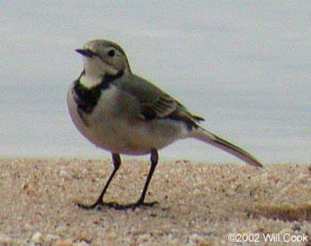 White Wagtail (Motacilla alba)