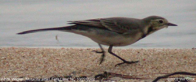 White Wagtail (Motacilla alba)