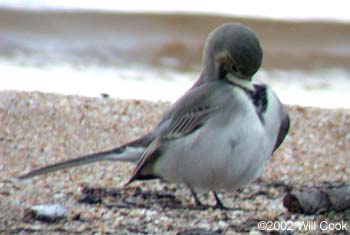 White Wagtail (Motacilla alba)