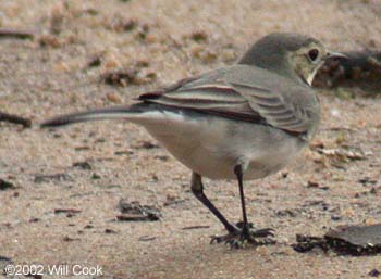 White Wagtail (Motacilla alba)