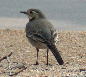 White Wagtail (Motacilla alba)