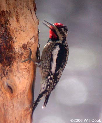 Yellow-bellied Sapsucker (Sphyrapicus varius)