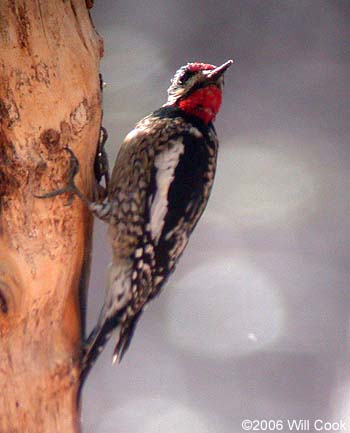 Yellow-bellied Sapsucker (Sphyrapicus varius)