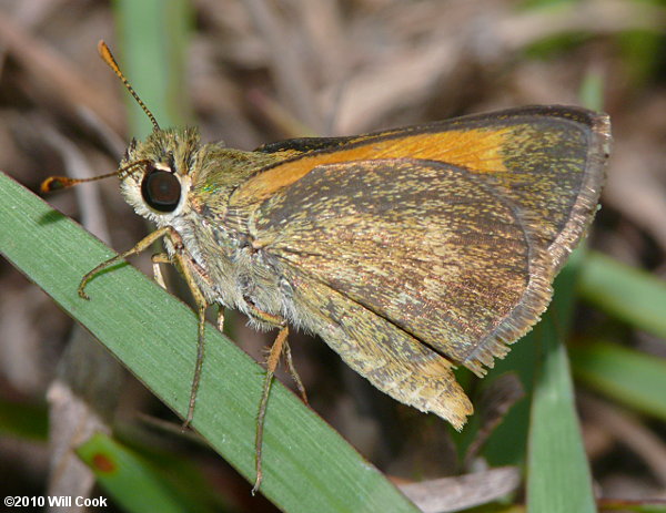 Baracoa Skipper (Polites baracoa)