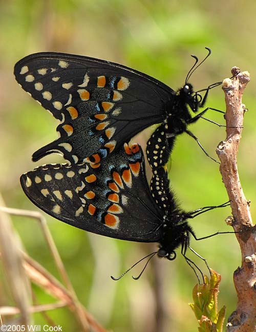 Black Swallowtail Papilio Polyxenes