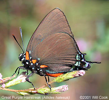 Great Purple Hairstreak (Atlides halesus)