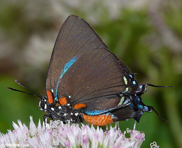 Great Purple Hairstreak (Atlides halesus)