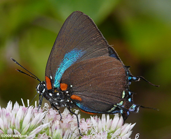 Great Purple Hairstreak (Atlides halesus)