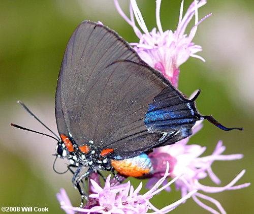 Great Purple Hairstreak Atlides halesus (Cramer, 1777