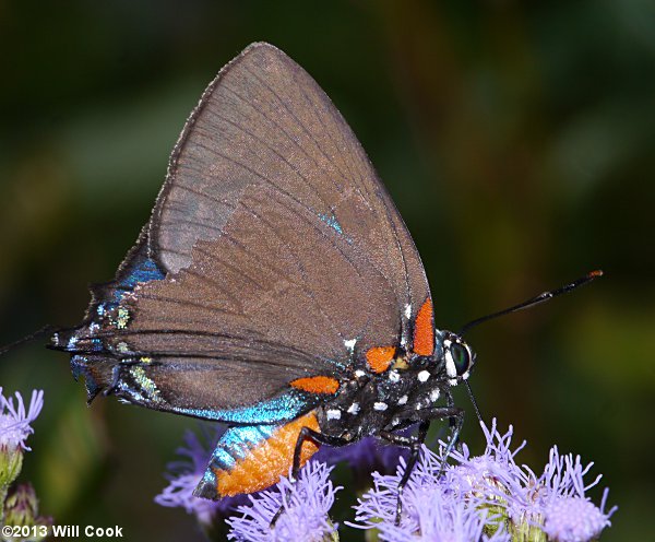 Great Purple Hairstreak (Atlides halesus)