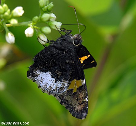 Hoary Edge (Achalarus lyciades)