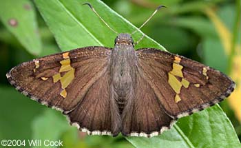 Hoary Edge (Achalarus lyciades)