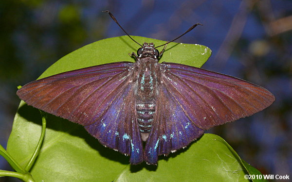 Mangrove Skipper (Phocides pigmalion)