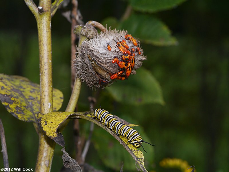 Monarch (Danaus plexippus) caterpillar