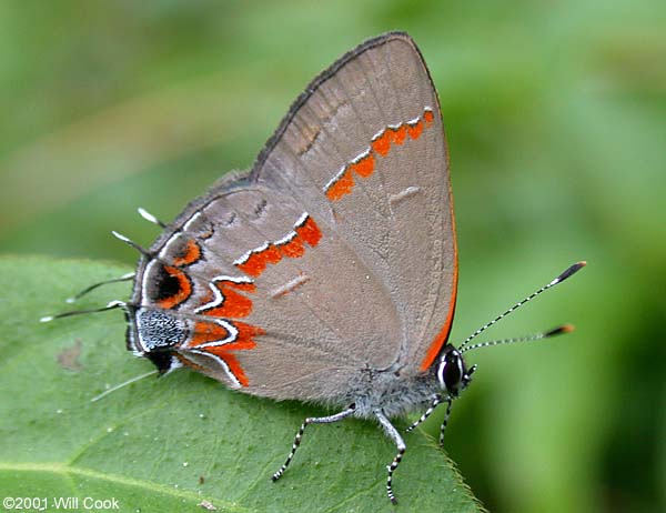 Red-banded Hairstreak (GTM Research Reserve Butterfly Guide) · iNaturalist