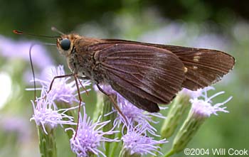 Evans's Skipper (Panoquina evansi)