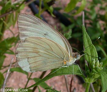 Great Southern White – Florida's Wildflowers & Butterflies