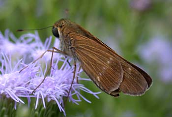 Purple-washed Skipper (Panoquina lucas)