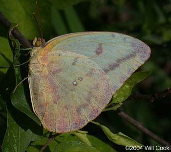 Large Orange Sulphur (Phoebis agarithe)