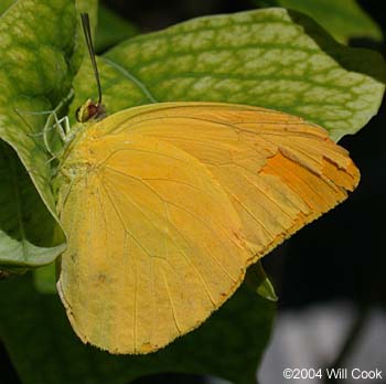 Large Orange Sulphur (Phoebis agarithe)