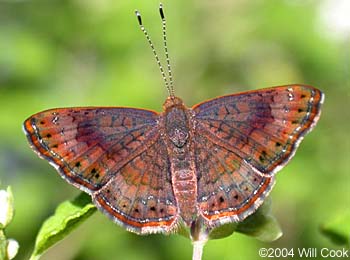 Calephelis Metalmark