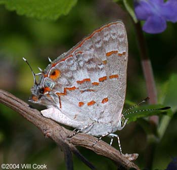 Clytie Ministreak (Ministrymon clytie)