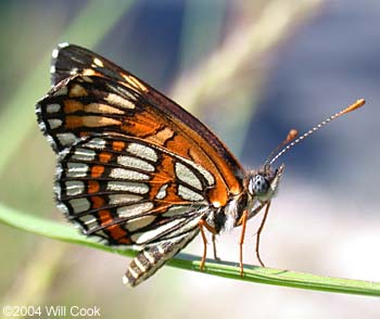 Theona Checkerspot (Thessalia theona)