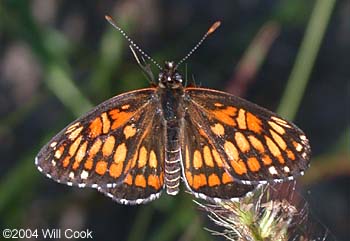 Theona Checkerspot (Thessalia theona)