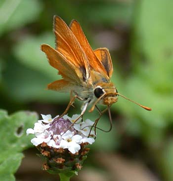 Orange Skipperling (Copaeodes aurantiaca)