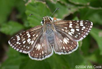 White Checkered-Skipper <I>(Pyrgus albescens)