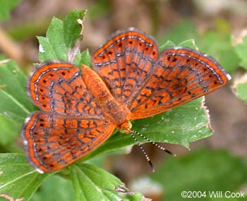 Calephelis Metalmark