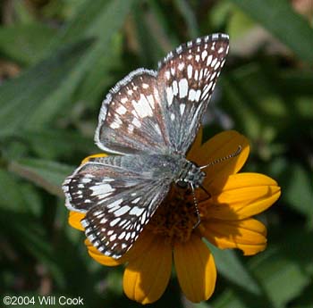 White Checkered-Skipper <I>(Pyrgus albescens)