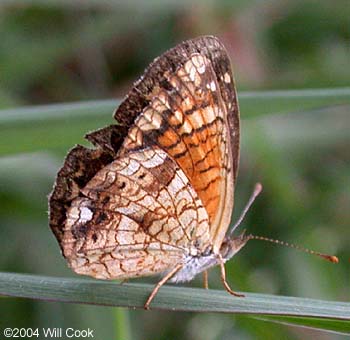 Vesta Crescent (Phyciodes vesta)